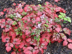 Tawułka 'Color Flash' - sadzonki 1L | Byliny Farm