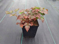 Tawułka 'Color Flash' - sadzonki 1L | Byliny Farm
