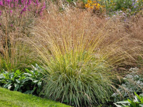 Trzęślica 'Variegata' - sadzonki C0,7 | Byliny Farm