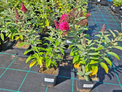 Budleja 'Butterfly Candy Little Ruby' - sadzonki 1L | Byliny Farm