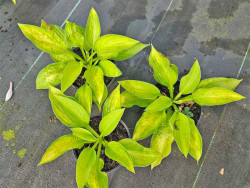 Funkia 'Gold Standard' - sadzonki C0,7 | Byliny Farm