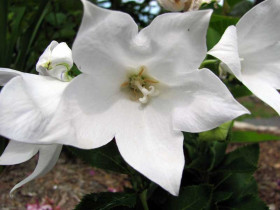 Rozwar 'Astra White' - sadzonki P9 | Byliny Farm