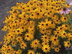 Rudbekia błyskotliwa 'Goldsturm' - kwitnąca kępa z boku przy ścieżce