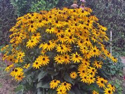 Rudbekia błyskotliwa 'Goldsturm' - kwitnąca kępa w ogrodzie z przodu