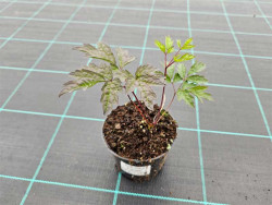 Świecznica 'Brunette' (pluskwica) - sadzonki | Byliny Farm