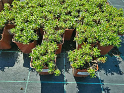 Azorella trójwidlasta - sadzonki P9 | Byliny Farm