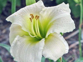 Liliowiec 'Gentle Shepherd' - sadzonki 1L | Byliny Farm