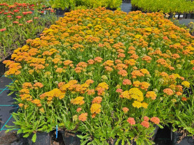 Krwawnik 'Yellow Terracotta' - sadzonki P9 | Byliny Farm