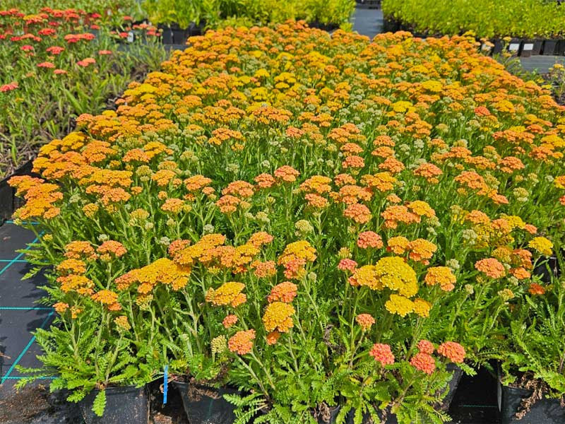 Krwawnik 'Yellow Terracotta' - sadzonki P9 | Byliny Farm