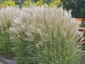 Miskant chiński 'Silberspinne' - sadzonki 1L | Byliny Farm