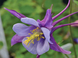 Orlik 'Earlybird Purple Blue' - pojedynczy kwiat z bliska