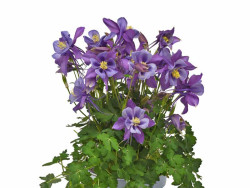 Orlik 'Earlybird Purple Blue' - kwitnąca roślina na białym tle