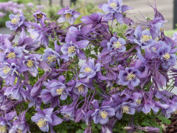 Orlik 'Earlybird Purple Blue' - gęsto kwitnąca kępa z góry