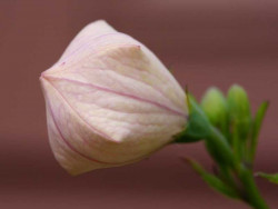 rozwar wielkokwiatowy Astra Rose - platycodon grandiflorus Astra Rose