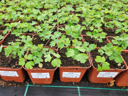 Orlik 'Earlybird Purple Blue' - sadzonki w doniczkach z etykietami