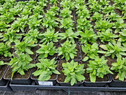 Szałwia omszona 'Sensation Compact Deep Blue' - sadzonki | Byliny Farm