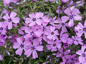 Płomyk szydlasty 'Purple Beauty' - sadzonki P9 | Byliny Farm