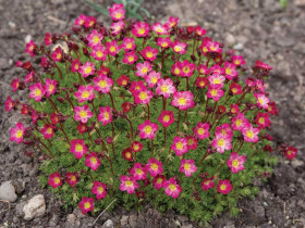 Skalnica 'Carpet Purple Robe' - sadzonki P9 | Byliny Farm