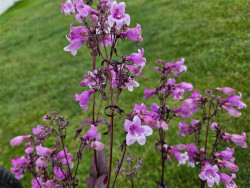 Penstemon 'Midnight Masquerade' - sadzonki C0,7 | Byliny Farm