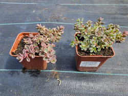 Rozchodnik 'Rosenteppich' - sadzonki P9 | Byliny Farm