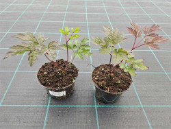 Świecznica 'Brunette' (pluskwica) - sadzonki | Byliny Farm