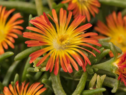 delosperma Delmara Orange - delosperma Delmara Orange