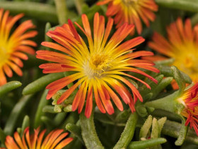 Delosperma 'Delmara Orange' - sadzonki P9 | Byliny Farm