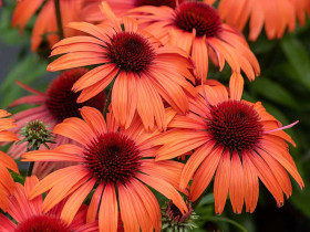 Jeżówka 'SunMagic Vintage Orange' - sadzonki | Byliny Farm