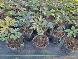 Świecznica 'Brunette' (pluskwica) - sadzonki | Byliny Farm