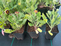 Gailardia 'Arizona Red Shades' - sadzonki P9 | Byliny Farm