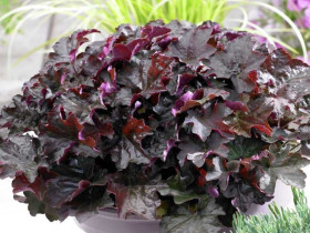 Żurawka 'Palace Purple' - sadzonki P9 | Byliny Farm