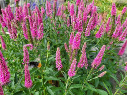 Przetacznik 'Bubblegum Candles' - sadzonki P9 | Byliny Farm