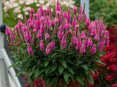 Przetacznik 'Bubblegum Candles' - sadzonki P9 | Byliny Farm