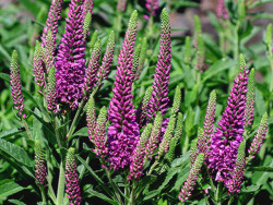 Przetacznik 'Bubblegum Candles' - sadzonki P9 | Byliny Farm