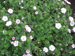 Bodziszek czerwony 'Apfelblüte' - gęsta kępa z bladoróżowymi kwiatami z daleka