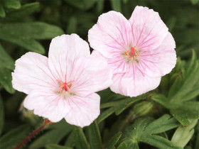 Bodziszek 'Apfelblute' - sadzonki | Byliny Farm