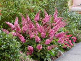 Budleja 'Butterfly Candy Little Pink' - sadzonki 1L | Byliny Farm