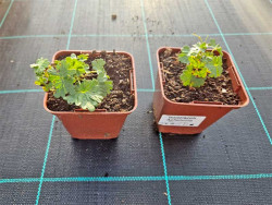 Bodziszek czerwony 'Apfelblüte' - dwie sadzonki w doniczkach z etykietą, z góry