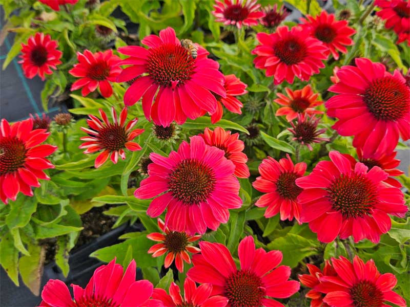 Jeżówka 'SunMagic Vintage Ruby' - sadzonki | Byliny Farm