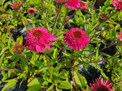 Jeżówka 'Paso Double Fuchsia' - sadzonki | Byliny Farm