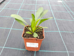 Złocień 'Sweet Daisy Rebecca' - sadzonki | Byliny Farm