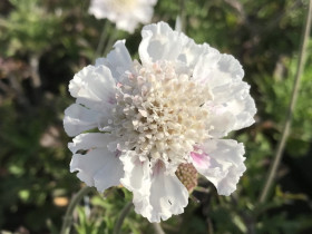 Driakiew gołębia 'Kudo White' - sadzonki P9 | Byliny Farm