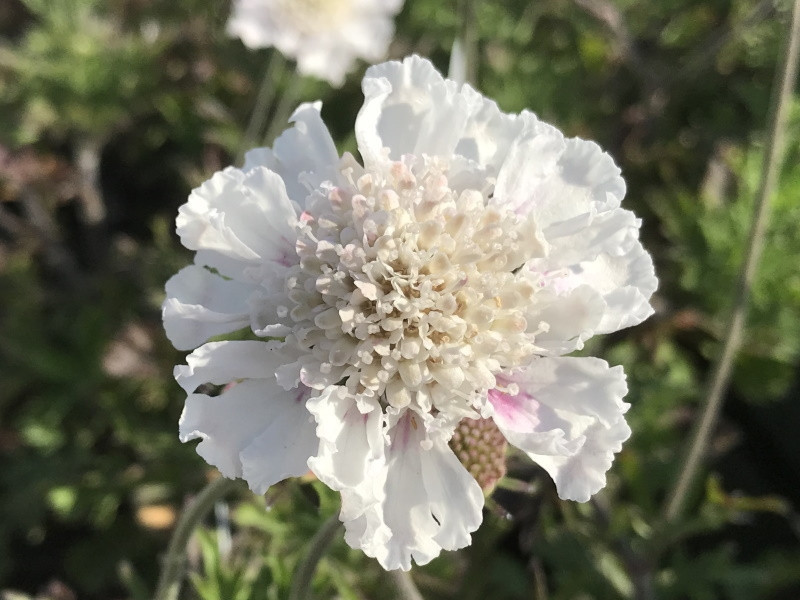Driakiew gołębia 'Kudo White' - sadzonki P9 | Byliny Farm