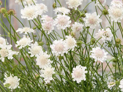 Driakiew gołębia 'Kudo White' - sadzonki P9 | Byliny Farm