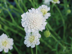 Driakiew gołębia 'Kudo White' - sadzonki P9 | Byliny Farm