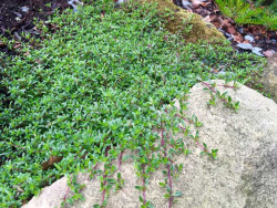 Macierzanka wczesna 'Red Carpet' - sadzonki P9 | Byliny Farm