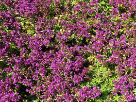 Macierzanka wczesna 'Red Carpet' - sadzonki P9 | Byliny Farm