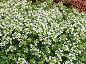 Macierzanka wczesna 'Albiflorus' - sadzonki P9 | Byliny Farm