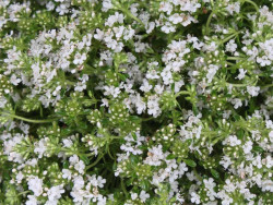 Macierzanka wczesna 'Albiflorus' - sadzonki P9 | Byliny Farm