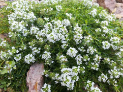 Macierzanka wczesna 'Albiflorus' - sadzonki P9 | Byliny Farm